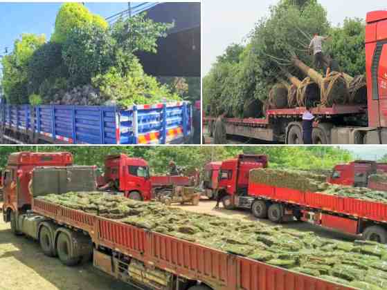 綠化苗木 綠化草坪